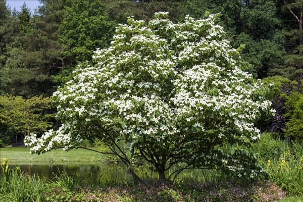 Cornus kousa