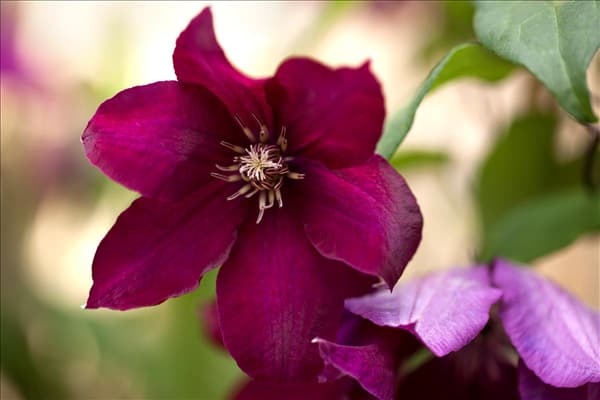 Clematis, rot