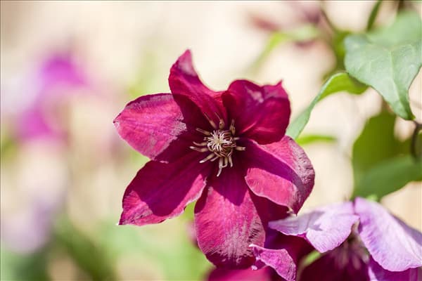 Clematis, rot