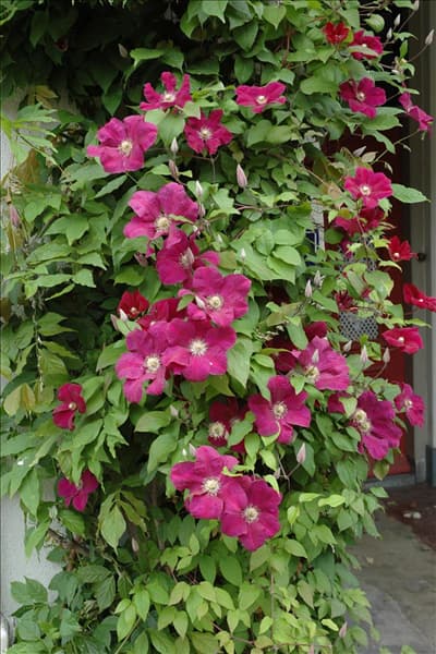 Clematis 'Rouge Cardinal'