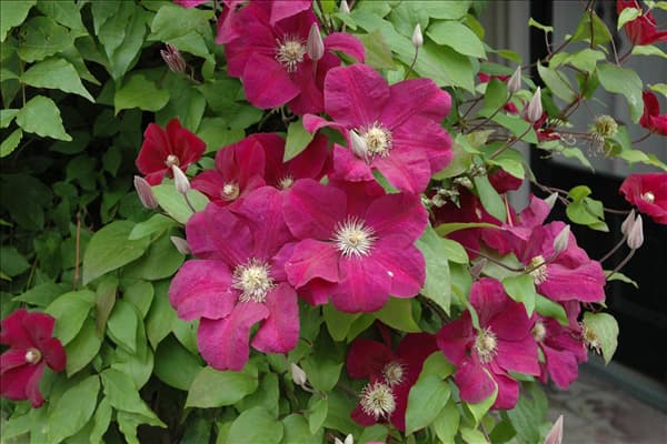 Clematis 'Rouge Cardinal'