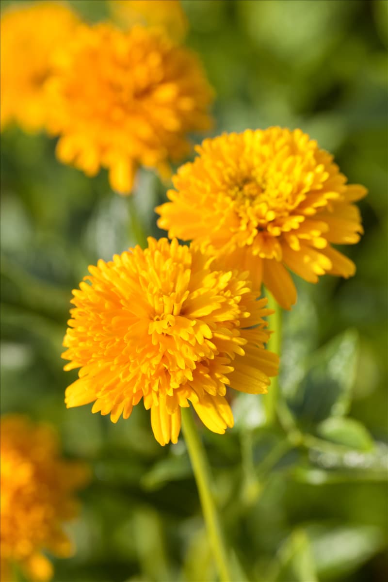 Heliopsis helianthoides var. scabra 'Asahi'