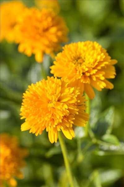 Heliopsis helianthoides var. scabra 'Asahi'