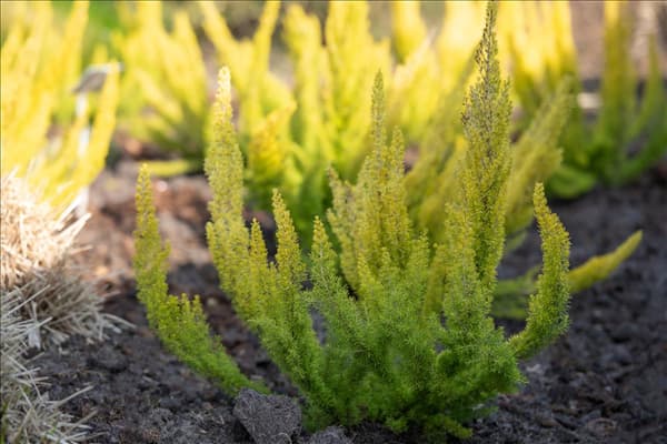 Erica arborea 'Albert´s Gold'