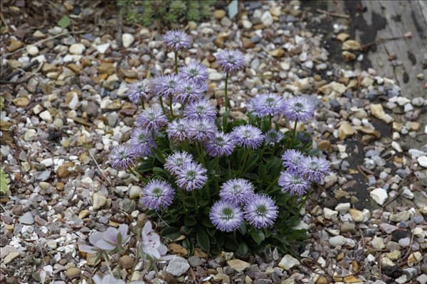 Globularia nudicaulis