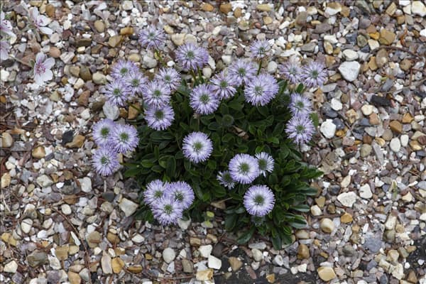 Globularia nudicaulis