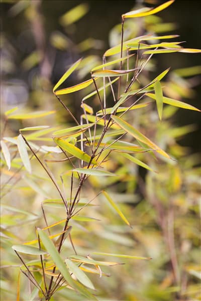 Fargesia 'Jiuzhaigou 1'