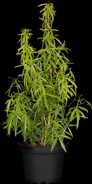 Choisya ternata 'Aztec Pearl'