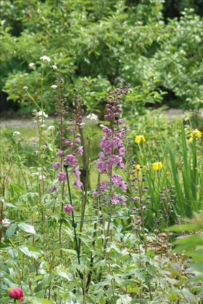 Delphinium belladonna