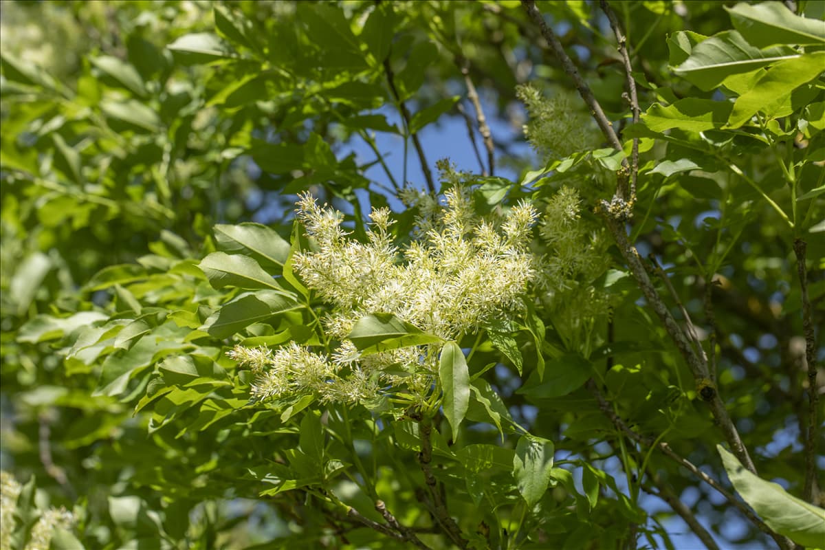 Fraxinus ornus 'Obelisk'
