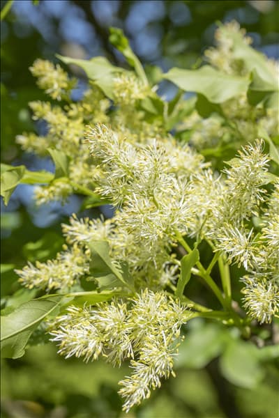 Fraxinus ornus 'Obelisk'