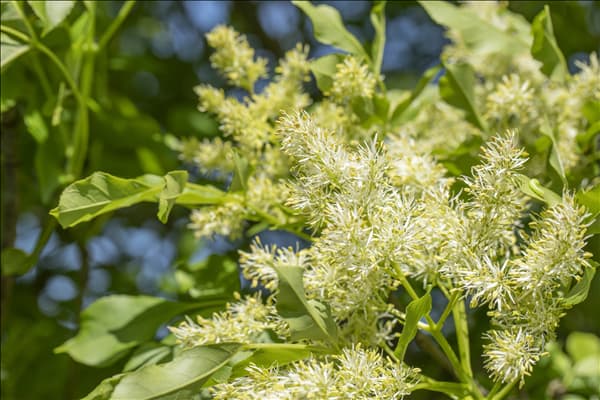 Fraxinus ornus 'Obelisk'