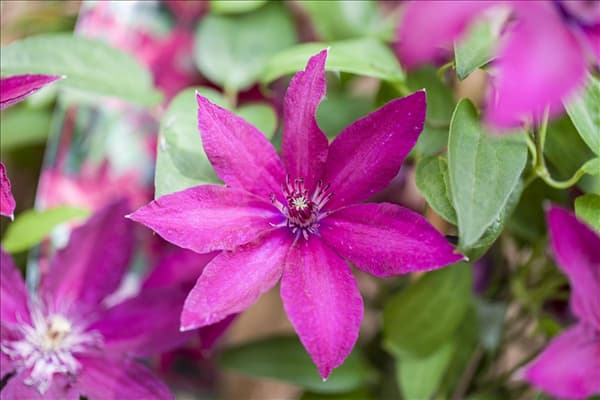 Clematis 'Rüütel'