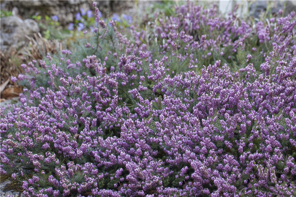 Erica carnea