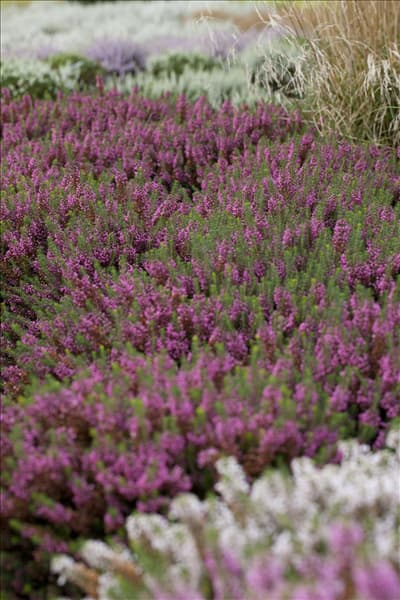 Erica carnea