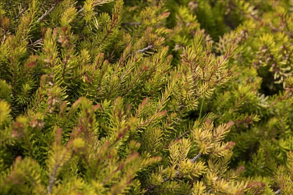 Erica carnea