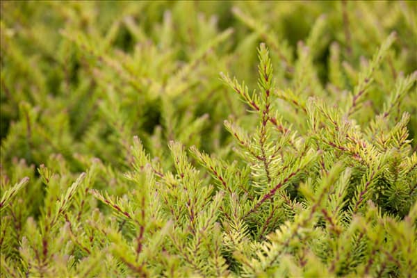 Erica carnea
