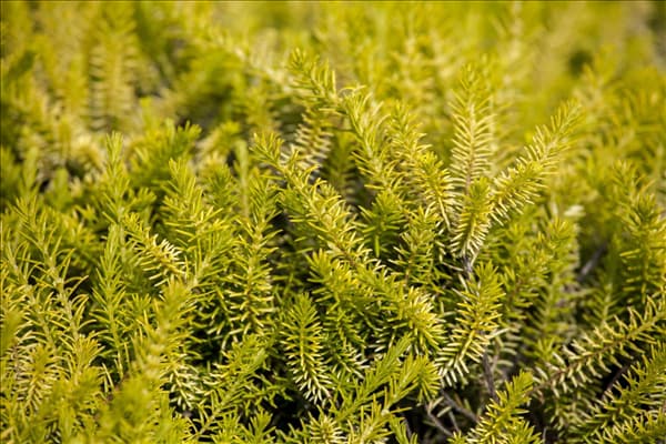 Erica carnea