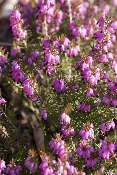 Erica carnea