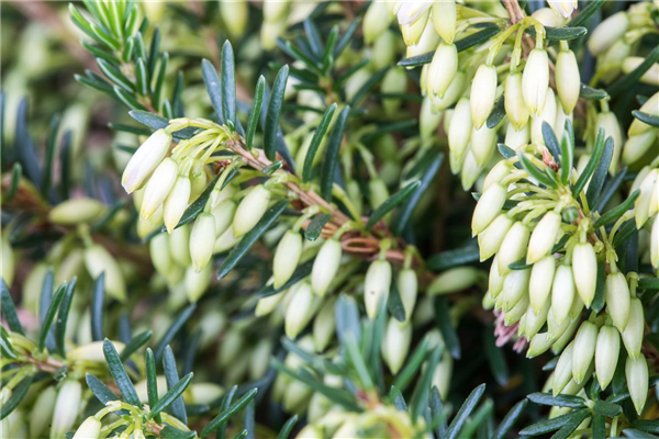 Erica carnea