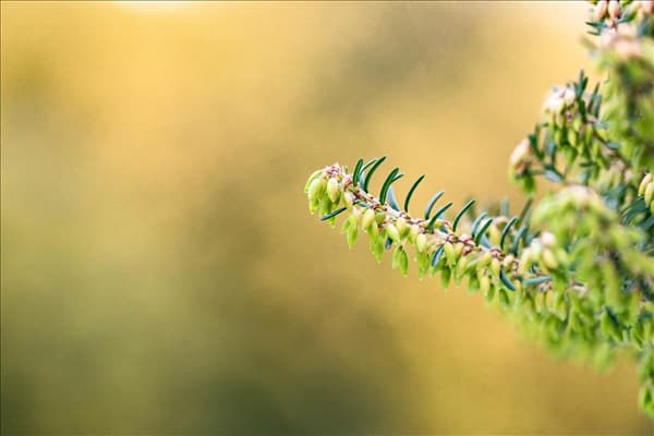 Erica carnea
