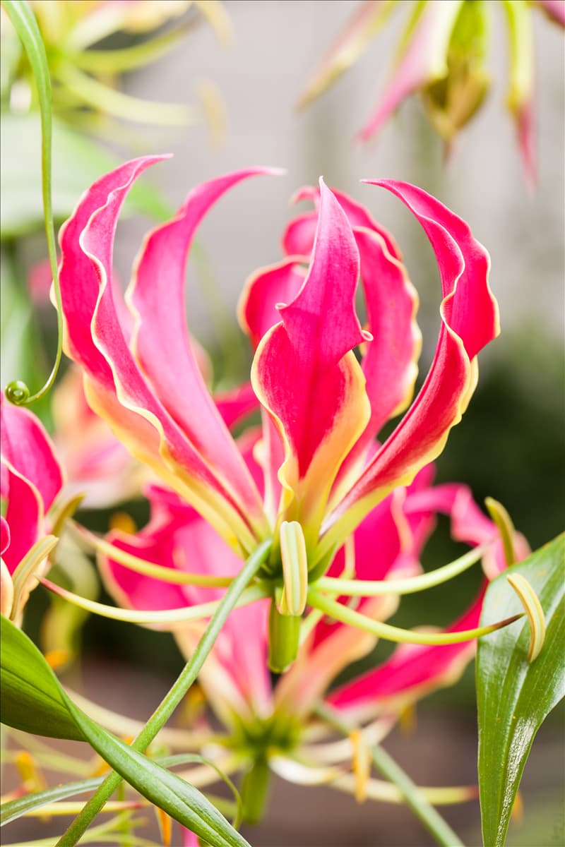 Gloriosa superba 'Rothschildiana'