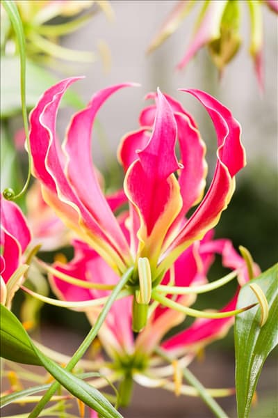 Gloriosa superba 'Rothschildiana'