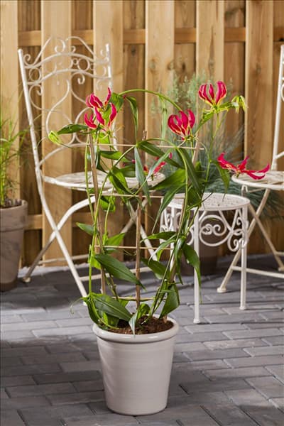 Gloriosa superba