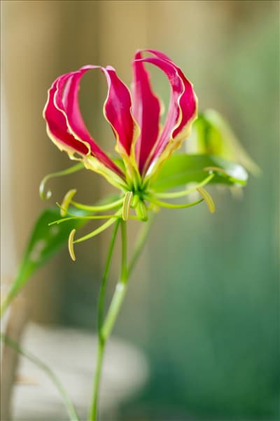 Gloriosa superba