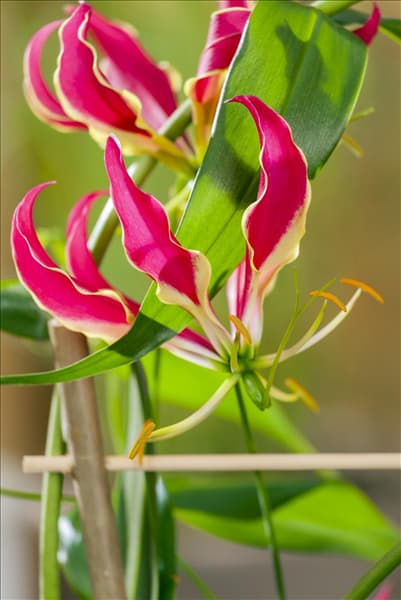 Gloriosa superba