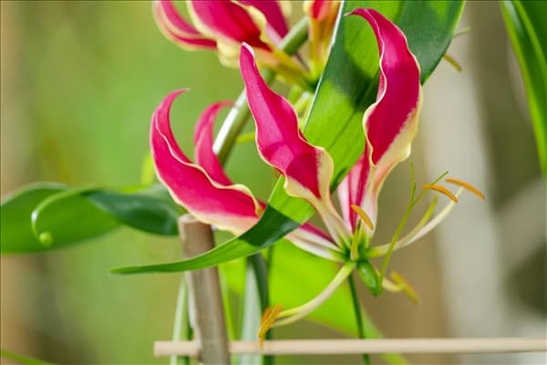 Gloriosa superba