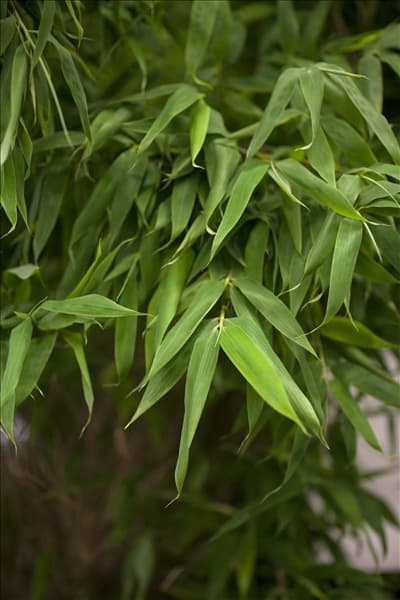 Fargesia murielae
