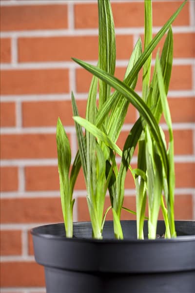 Freesia