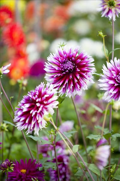 Dahlia