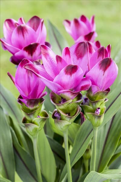 Curcuma alismatifolia