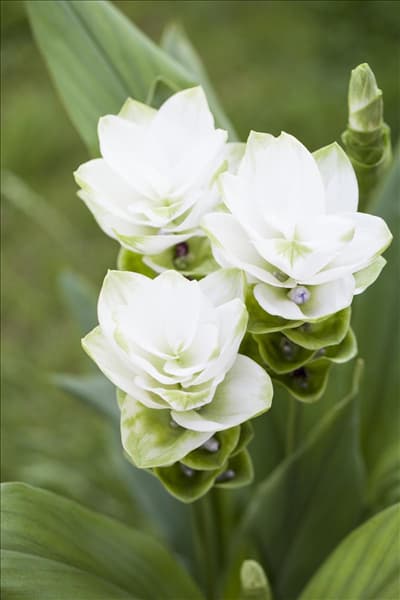 Curcuma alismatifolia
