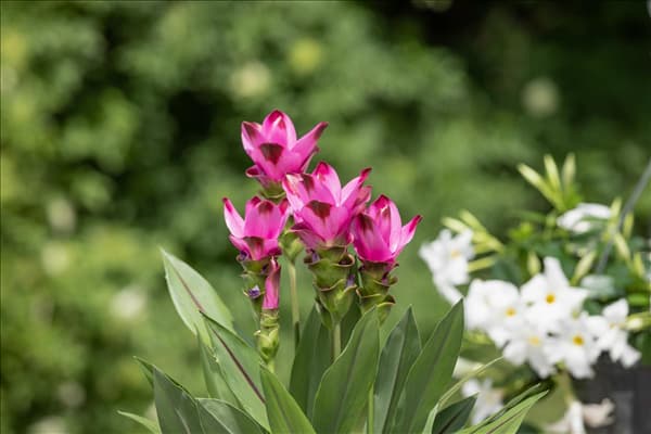 Curcuma alismatifolia