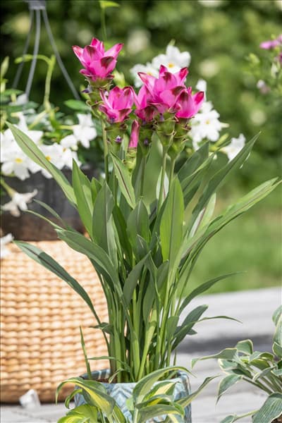Curcuma alismatifolia