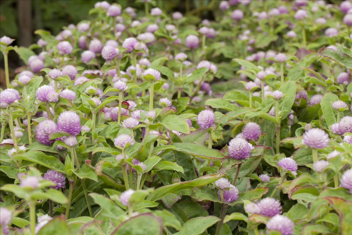 Gomphrena globosa
