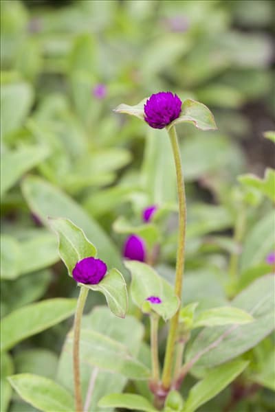 Gomphrena globosa