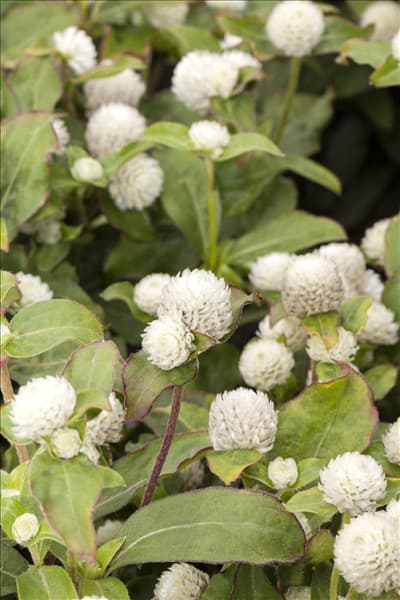 Gomphrena globosa