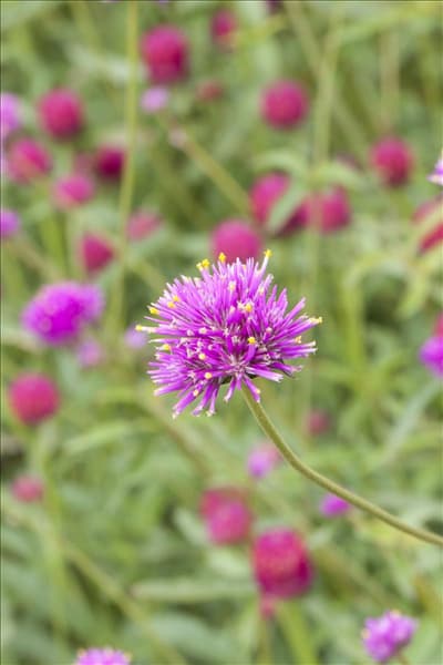 Gomphrena globosa