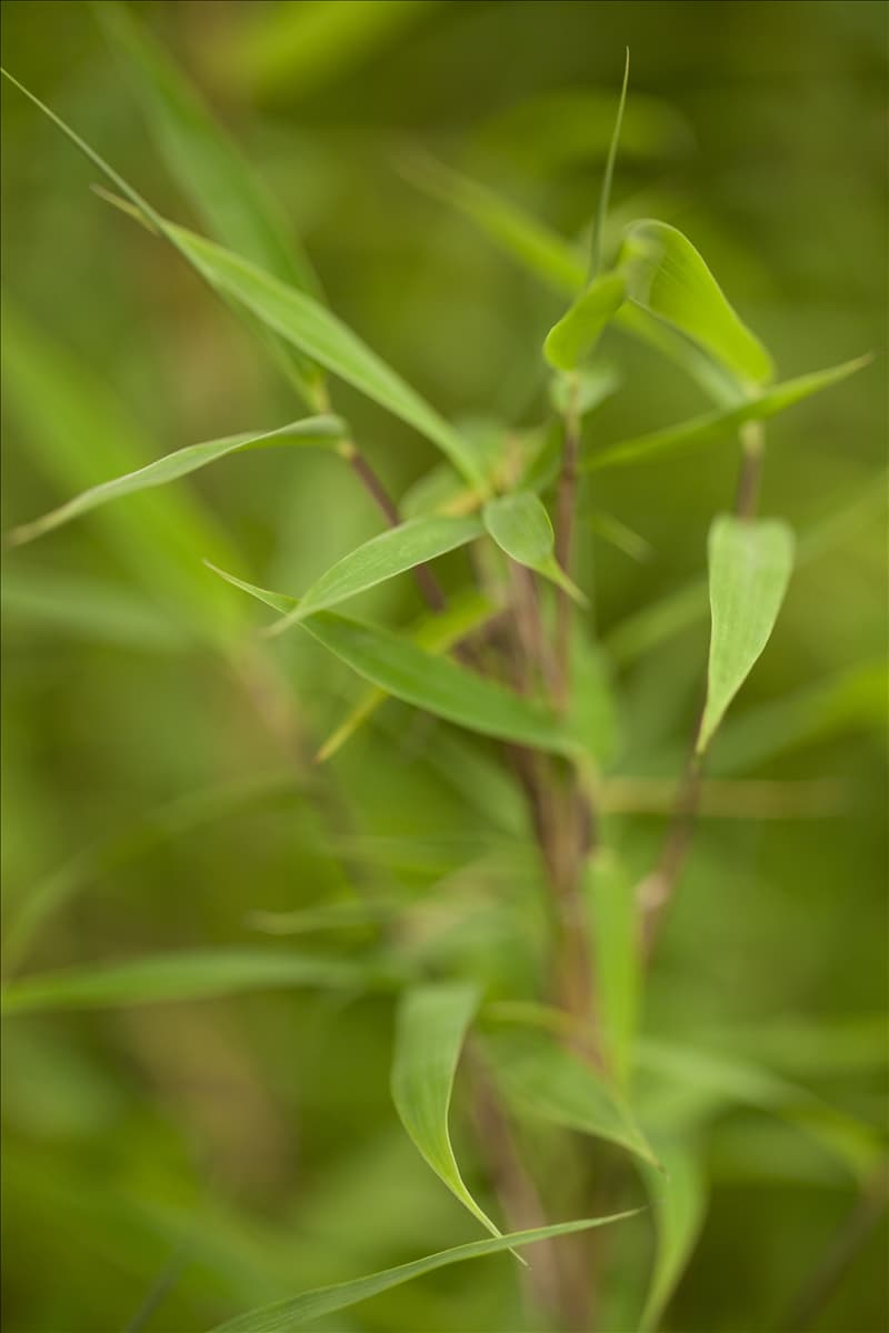 Fargesia murielae 'Fresh Green'