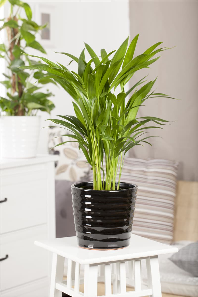 Chrysalidocarpus lutescens