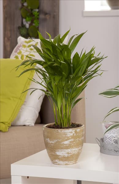 Chrysalidocarpus lutescens