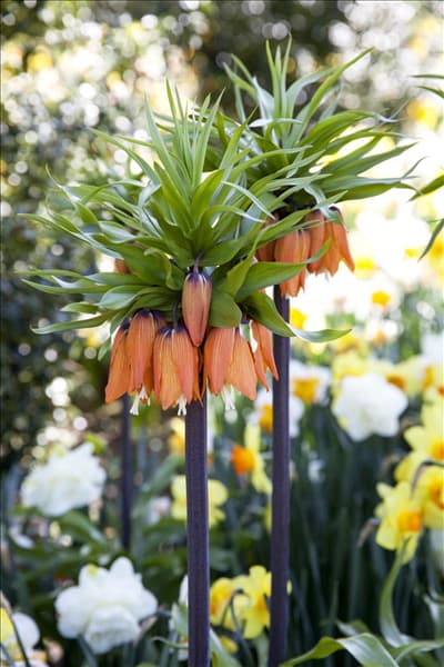 Fritillaria imperialis