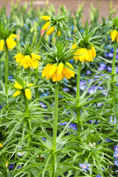 Fritillaria imperialis