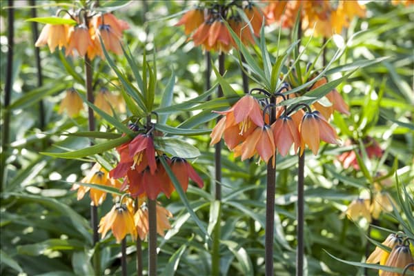 Fritillaria imperialis