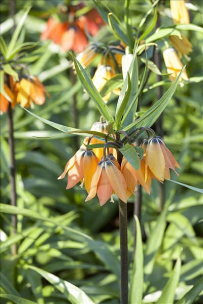 Fritillaria imperialis