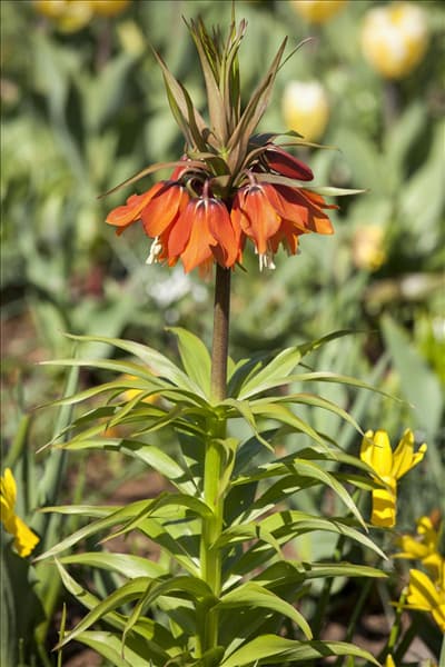 Fritillaria imperialis